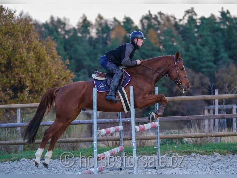 Czech Warmblood Gelding 7 years 16,1 hh Chestnut-Red in 1 Stunde von Prag