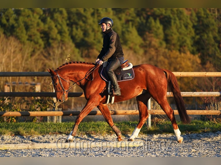 Czech Warmblood Gelding 7 years 16,1 hh Chestnut-Red in 1 Stunde von Prag