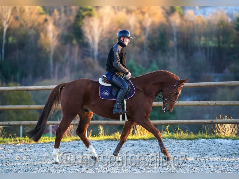 Czech Warmblood Gelding 7 years 16,1 hh Chestnut-Red in 1 Stunde von Prag