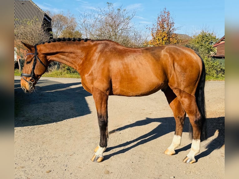 Czech Warmblood Gelding 7 years 16,2 hh Bay in Mladá Boleslav