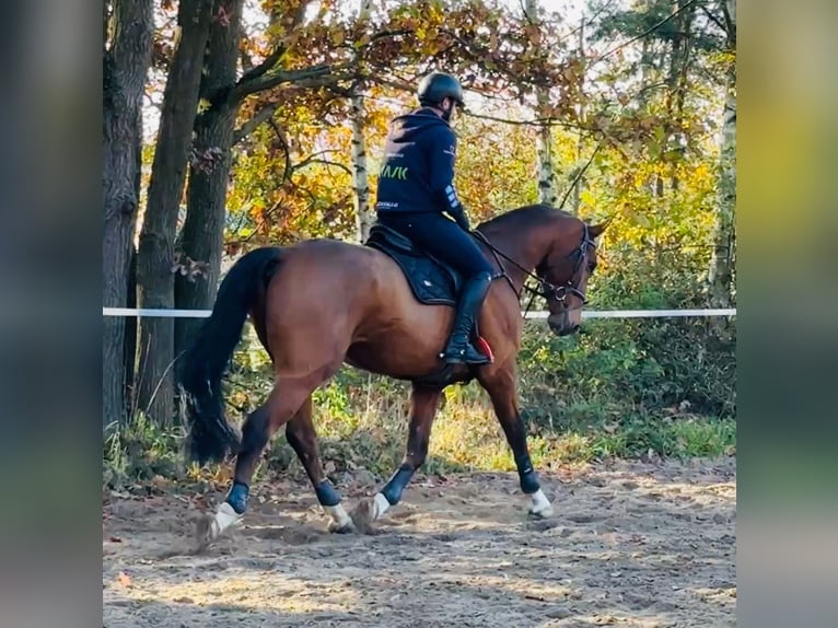 Czech Warmblood Gelding 7 years 16,2 hh Bay in Mladá Boleslav