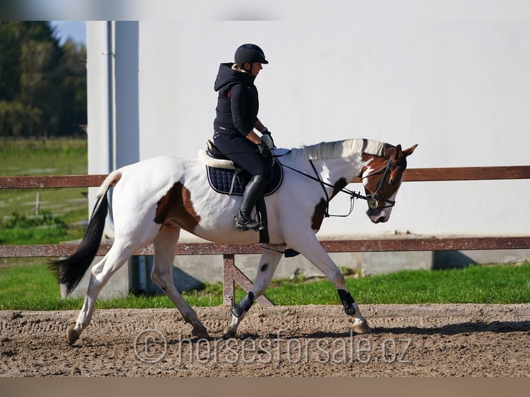 Czech Warmblood Gelding 7 years 16,2 hh Pinto in Region Prag