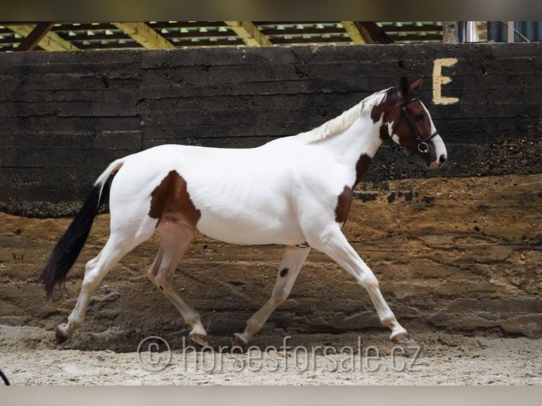 Czech Warmblood Gelding 7 years 16,2 hh Pinto in Region Prag