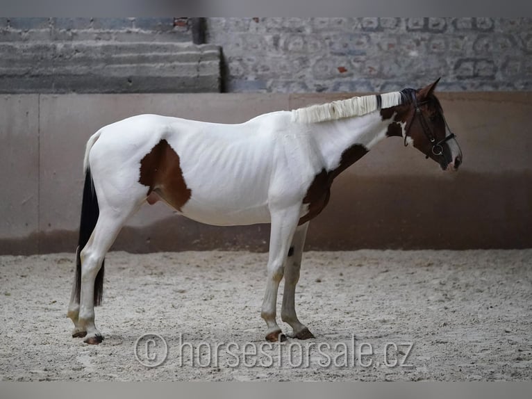 Czech Warmblood Gelding 7 years 16,2 hh Pinto in Region Prag