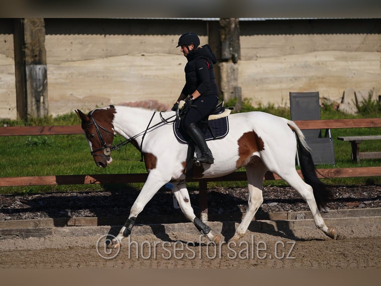 Czech Warmblood Gelding 7 years 16,2 hh Pinto in Region Prag