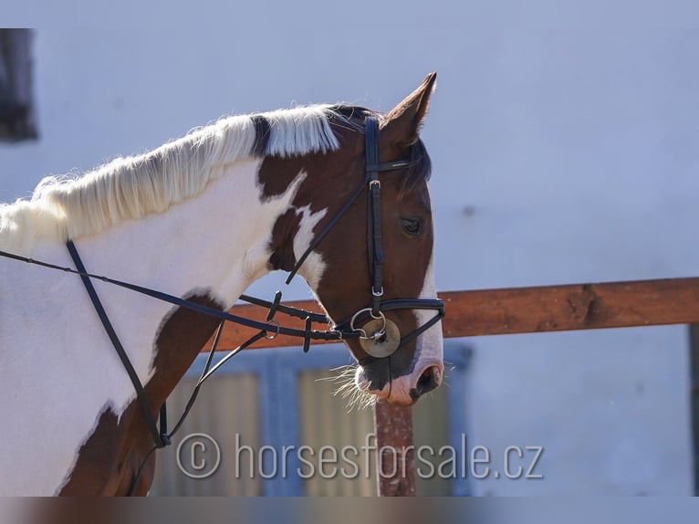 Czech Warmblood Gelding 7 years 16,2 hh Pinto in Region Prag