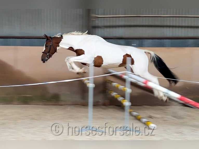 Czech Warmblood Gelding 7 years 16,2 hh Pinto in Region Prag