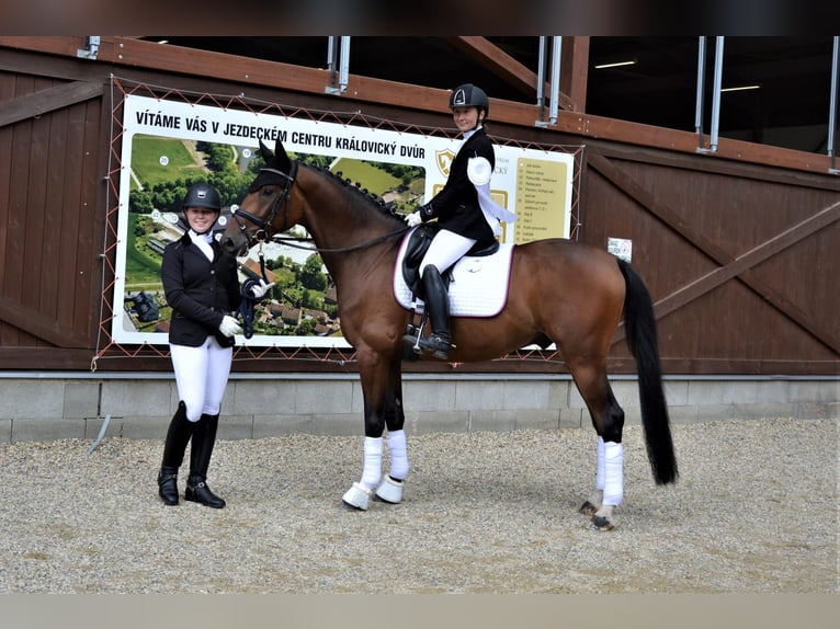 Czech Warmblood Gelding 7 years 16 hh Bay in Milín