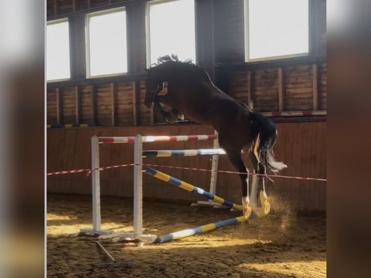 Czech Warmblood Gelding 7 years 16 hh Brown in Světlá Hora