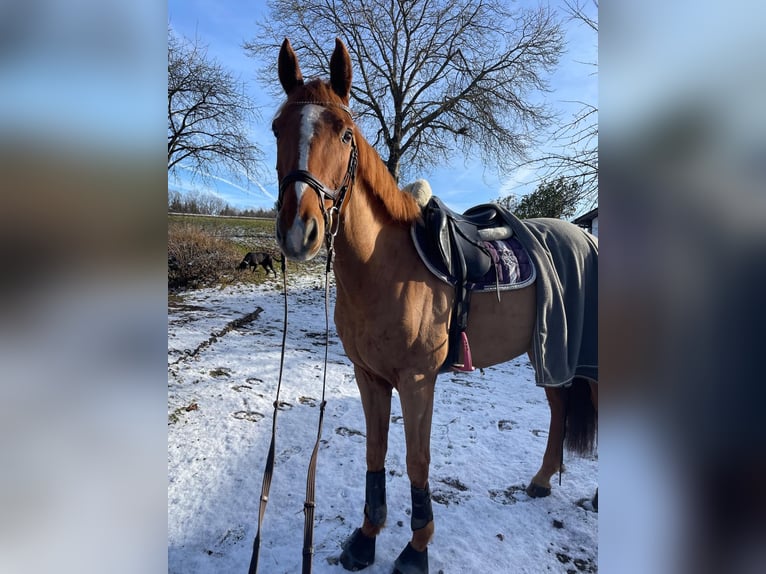 Czech Warmblood Gelding 7 years 16 hh Chestnut-Red in Schärding