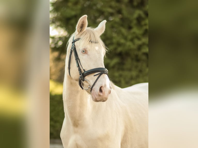 Czech Warmblood Gelding 7 years 16 hh Palomino in Moosach