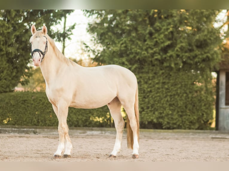 Czech Warmblood Gelding 7 years 16 hh Palomino in Moosach