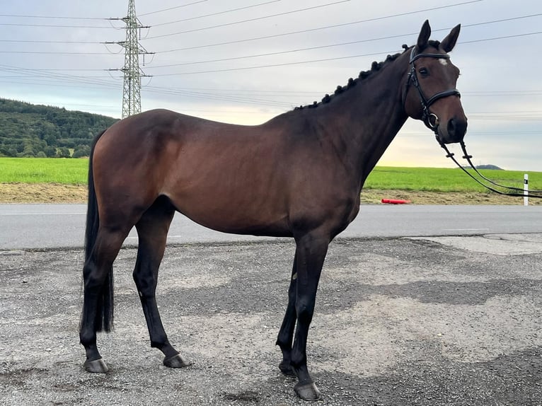 Czech Warmblood Gelding 7 years 16,1 hh Bay-Dark in Brno