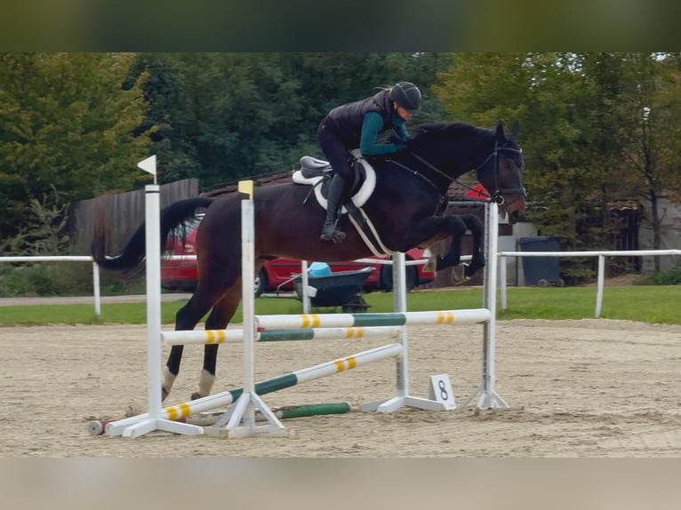 Czech Warmblood Gelding 7 years 16,2 hh Bay-Dark in Brno