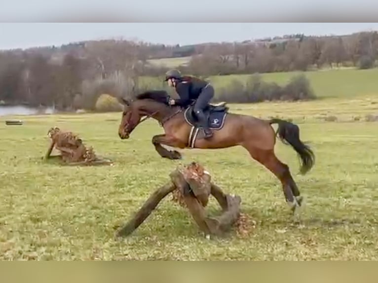 Czech Warmblood Gelding 7 years 16,2 hh Brown in Ceske Budejovice