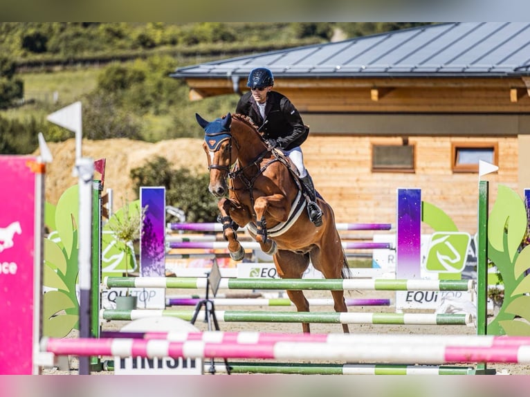 Czech Warmblood Gelding 7 years 16,2 hh Chestnut in Brno