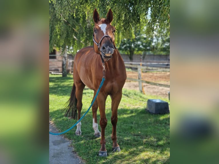 Czech Warmblood Gelding 7 years 16,2 hh Chestnut in Brno