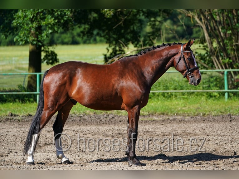 Czech Warmblood Gelding 7 years 17 hh Chestnut in Ceske Budejovice