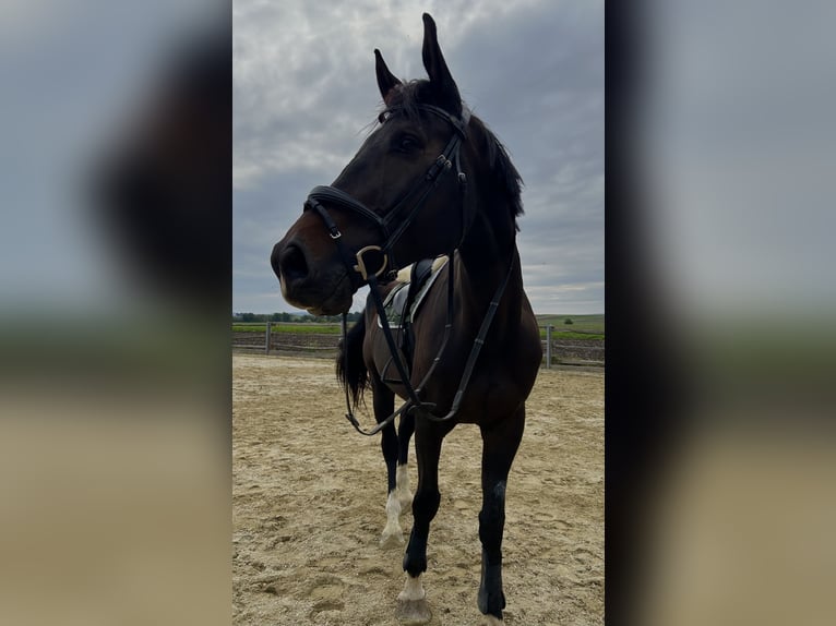 Czech Warmblood Gelding 7 years 17,1 hh Smoky-Black in Immendorf