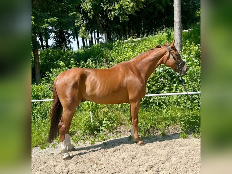 Czech Warmblood Gelding 7 years 17,2 hh Chestnut-Red in Pelmberg