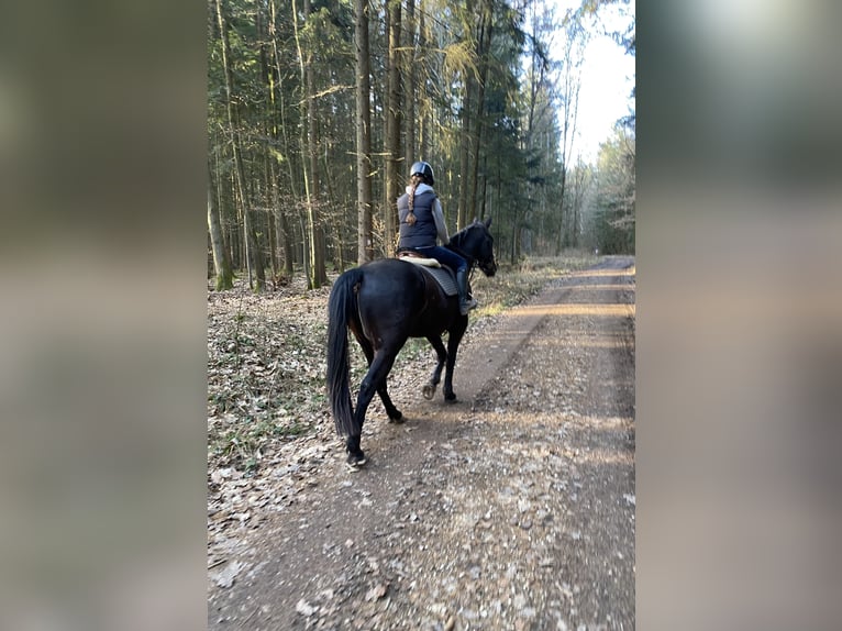Czech Warmblood Gelding 8 years 15.2 hh Black in Deuerling