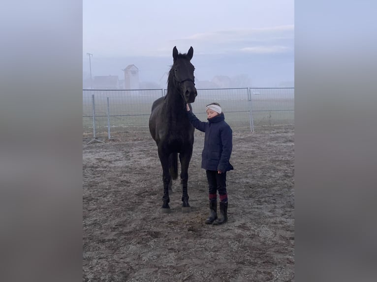 Czech Warmblood Gelding 8 years 15.2 hh Black in Deuerling
