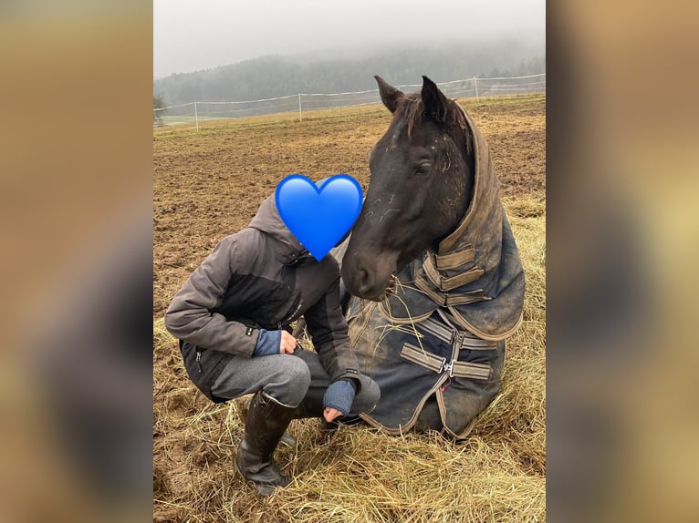 Czech Warmblood Gelding 8 years 15,2 hh Black in Deuerling