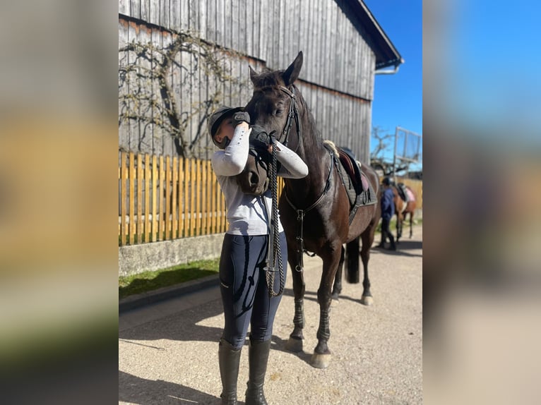 Czech Warmblood Gelding 8 years 15,2 hh Black in Deuerling