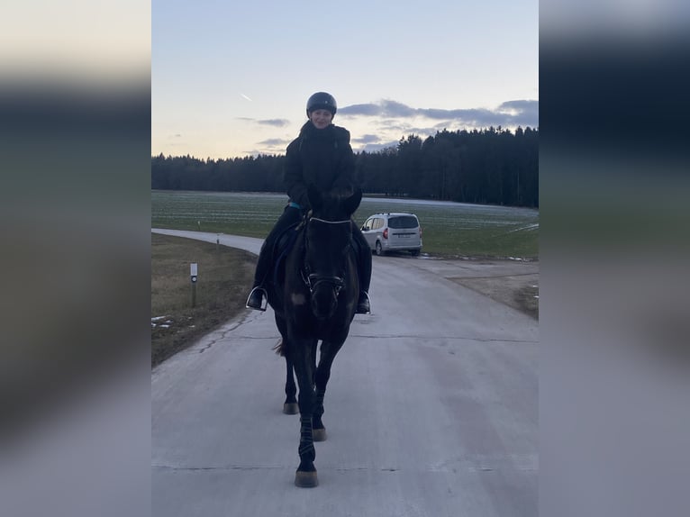 Czech Warmblood Gelding 8 years 15,2 hh Black in Deuerling