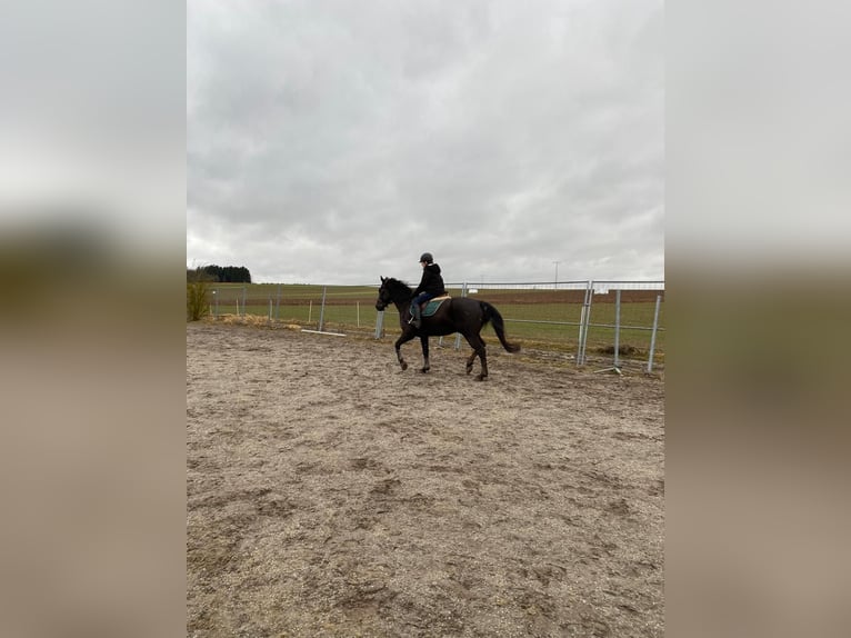 Czech Warmblood Gelding 8 years 15,2 hh Black in Deuerling