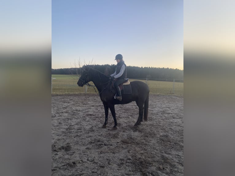 Czech Warmblood Gelding 8 years 15,2 hh Black in Deuerling