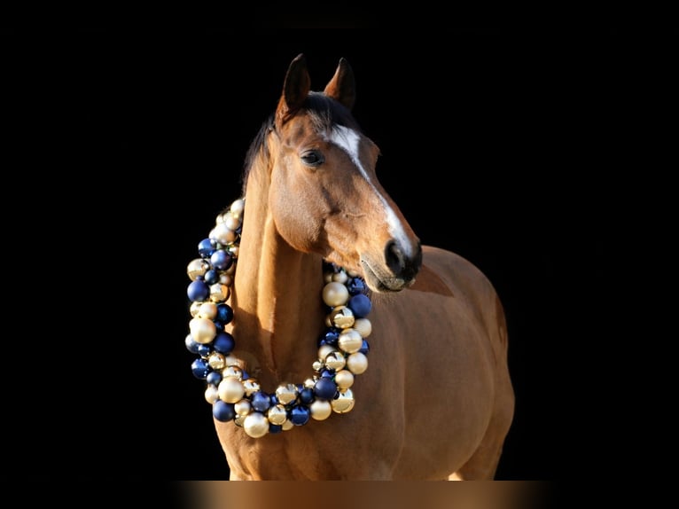 Czech Warmblood Gelding 8 years 16 hh Brown in Montabaur