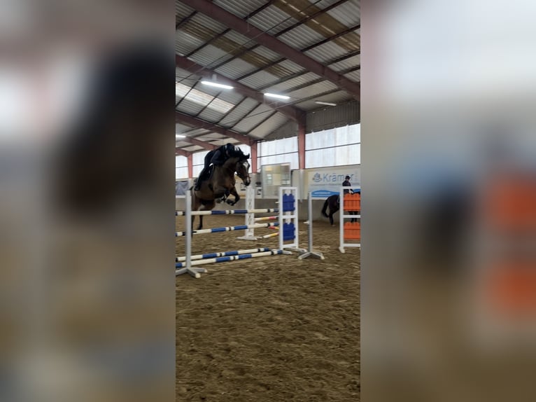 Czech Warmblood Gelding 8 years 16 hh Brown in Montabaur