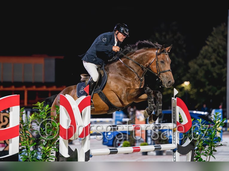 Czech Warmblood Gelding 8 years 16,3 hh Brown in Pribram