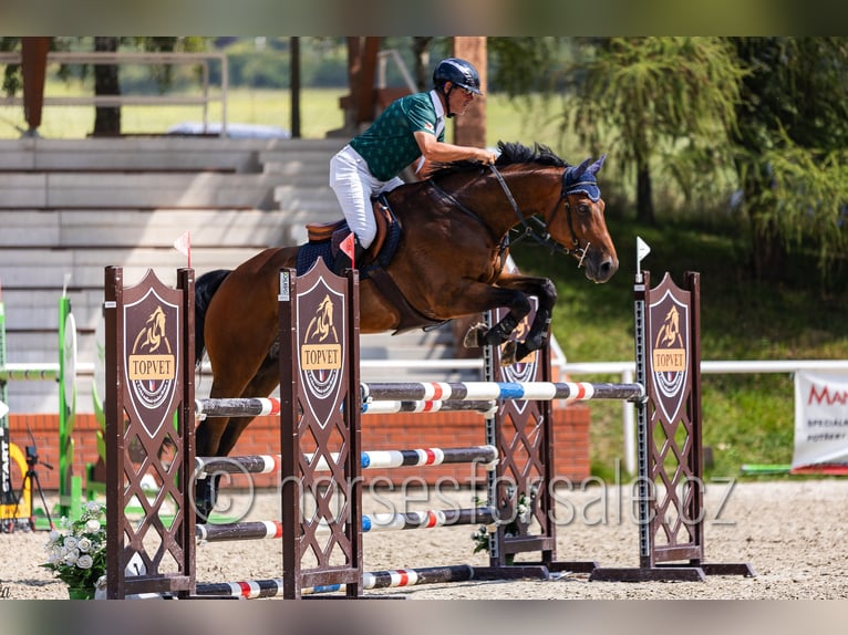 Czech Warmblood Gelding 8 years 16,3 hh Brown in Pribram