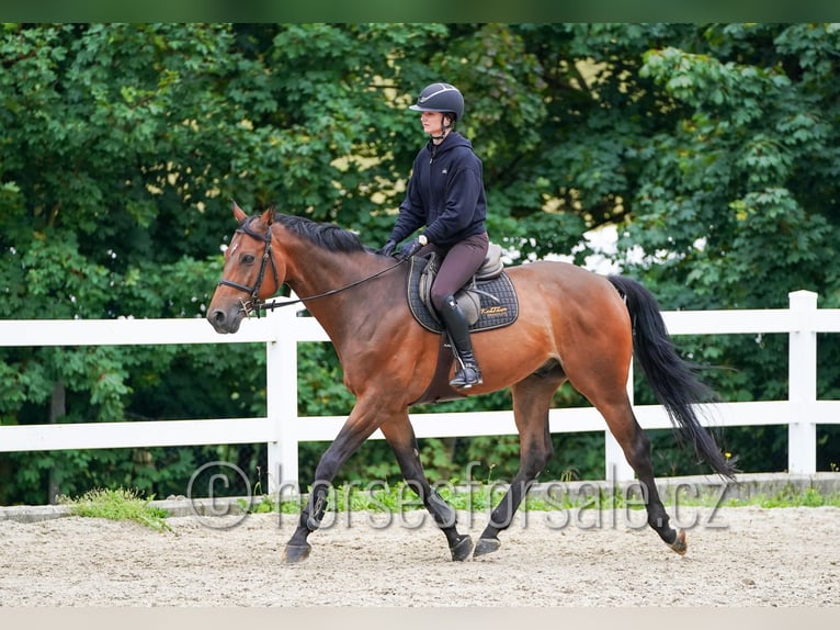 Czech Warmblood Gelding 8 years 16,3 hh Brown in Pribram