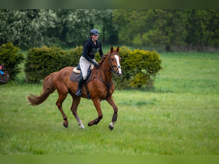 Czech Warmblood Gelding 8 years 17.2 hh Chestnut in Olomouc, Czech republic