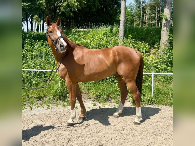 Czech Warmblood Gelding 8 years 17.2 hh Chestnut-Red in Pelmberg