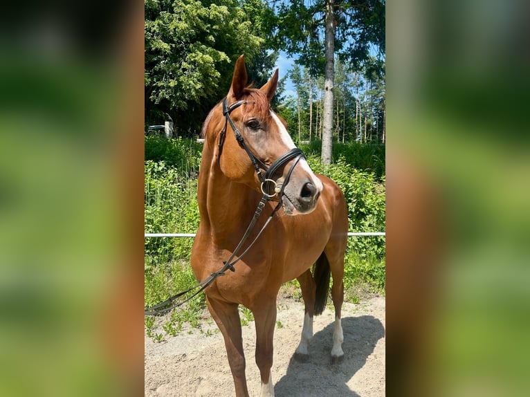 Czech Warmblood Gelding 8 years 17.2 hh Chestnut-Red in Pelmberg