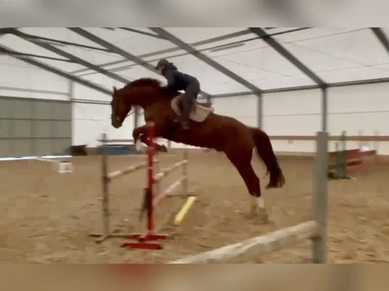 Czech Warmblood Gelding 8 years 17.2 hh Chestnut-Red in Pelmberg