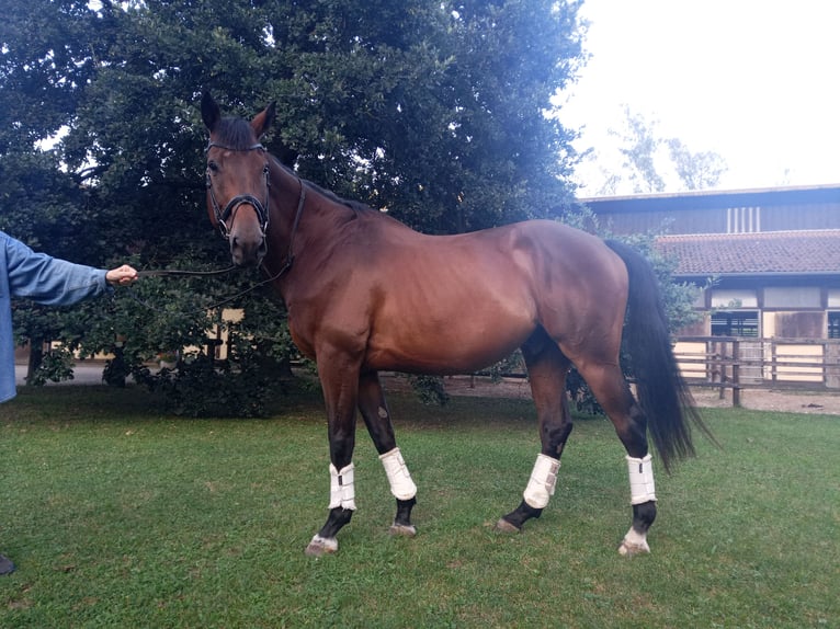 Czech Warmblood Gelding 8 years 17 hh Bay-Dark in Wiesent