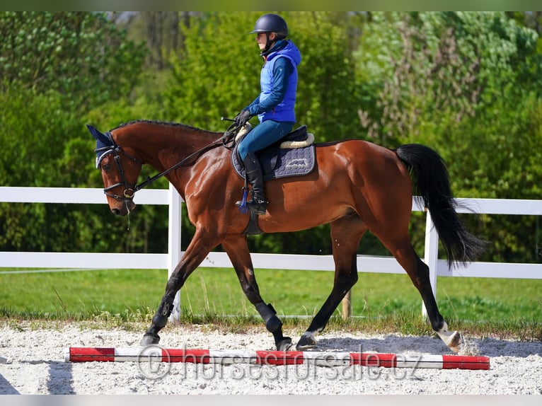 Czech Warmblood Gelding 8 years 17 hh Brown in Region Prag