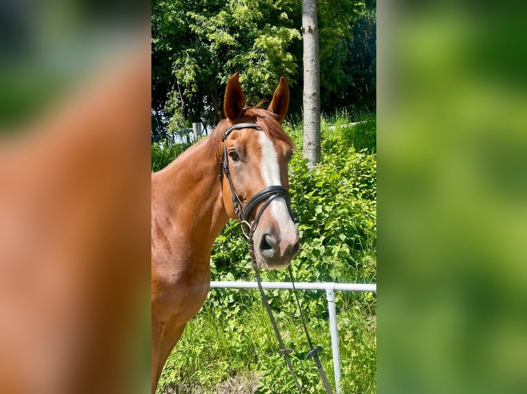 Czech Warmblood Gelding 8 years 17,2 hh Chestnut-Red in Pelmberg