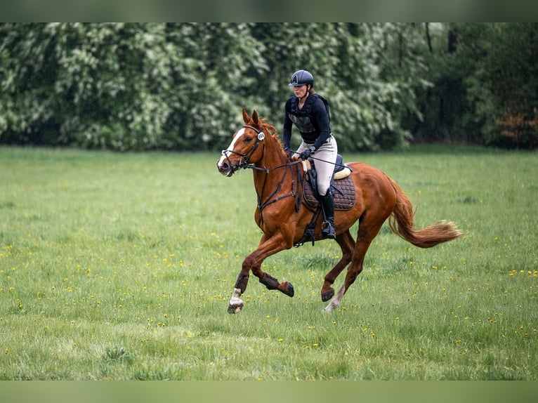 Czech Warmblood Gelding 8 years Brown in Pohořany