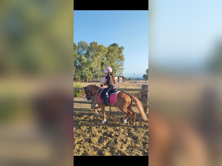 Czech Warmblood Gelding 9 years 11,2 hh Chestnut-Red in Catania