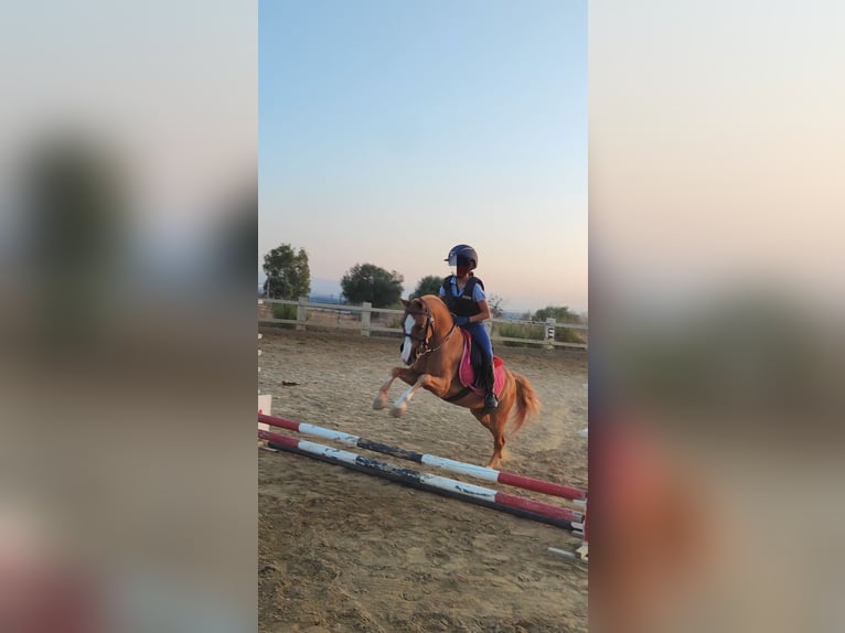 Czech Warmblood Gelding 9 years 11,2 hh Chestnut-Red in Catania