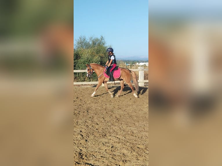 Czech Warmblood Gelding 9 years 11,2 hh Chestnut-Red in Catania