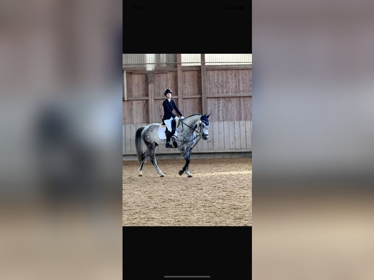 Czech Warmblood Gelding 9 years 16,1 hh Gray-Dapple in Crailsheim