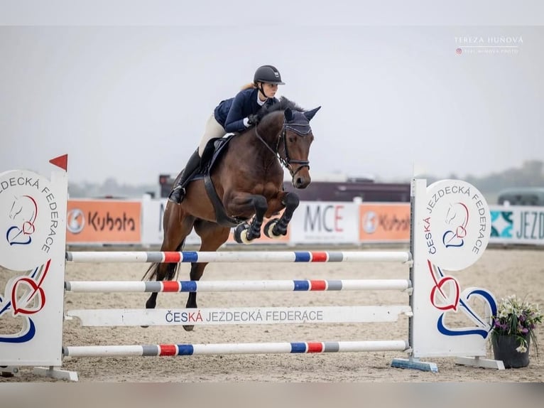 Czech Warmblood Gelding 9 years 16,2 hh Brown in Brno
