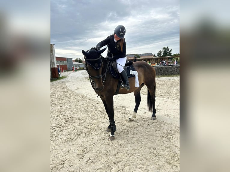 Czech Warmblood Gelding 9 years 16,3 hh Bay-Dark in Prost&#x11B;jov